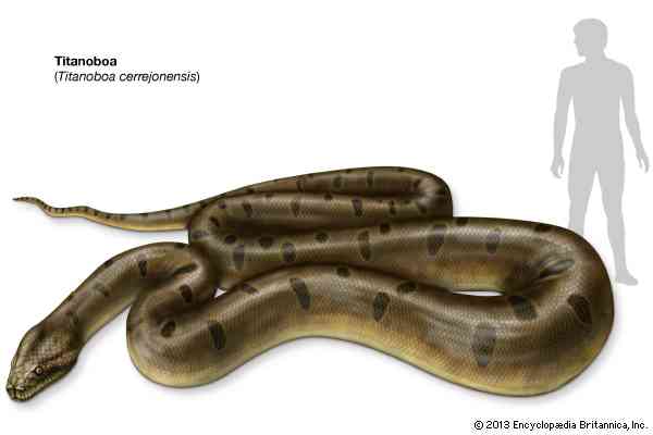 巨大生物の画像を貼っていくトピ
