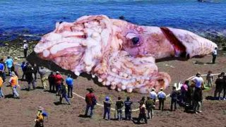 巨大生物の画像を貼っていくトピ