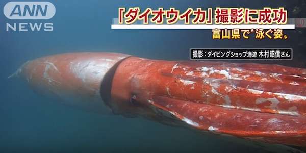 巨大生物の画像を貼っていくトピ