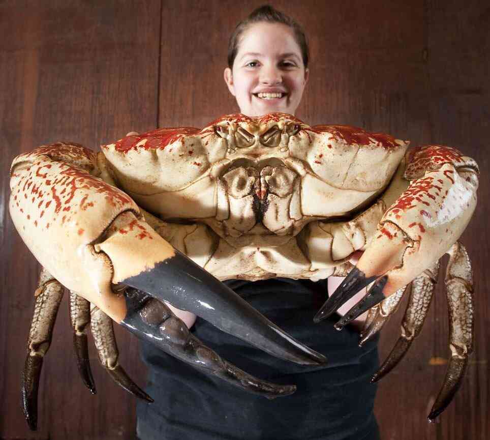 巨大生物の画像を貼っていくトピ