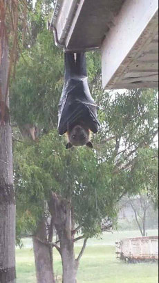 巨大生物の画像を貼っていくトピ