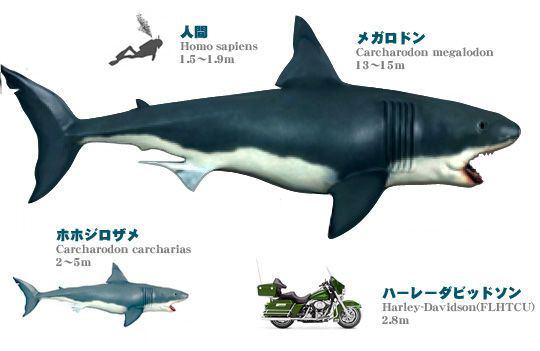 巨大生物の画像を貼っていくトピ