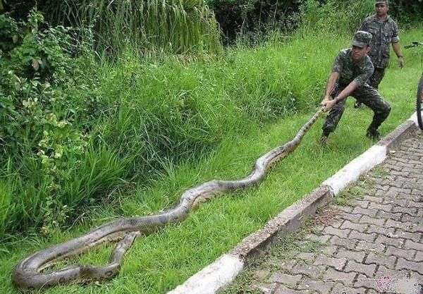 巨大生物の画像を貼っていくトピ