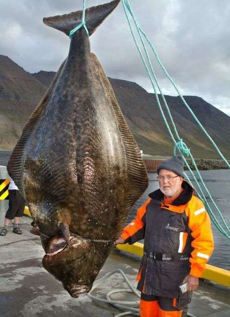 巨大生物の画像を貼っていくトピ