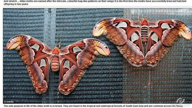 巨大生物の画像を貼っていくトピ