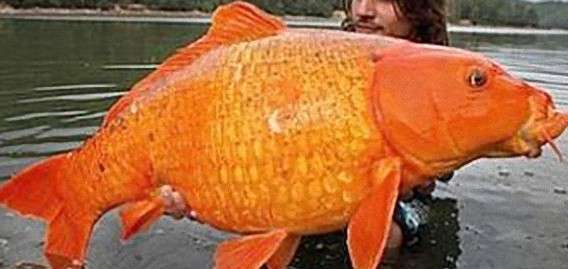 巨大生物の画像を貼っていくトピ
