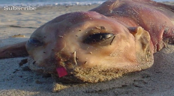 巨大生物の画像を貼っていくトピ