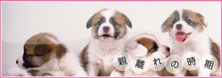 親離れ・子離れできてない人