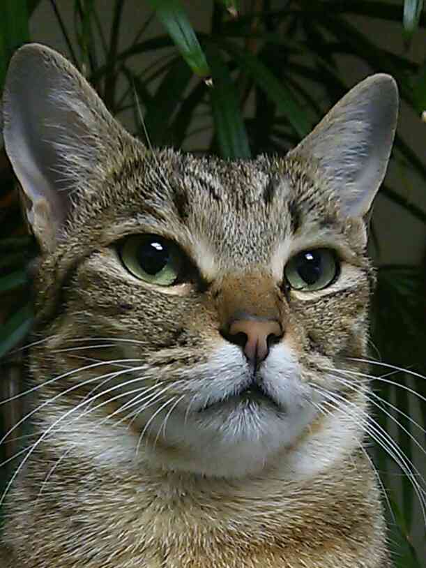 そっくりさんでSexy Zoneを完成させよう