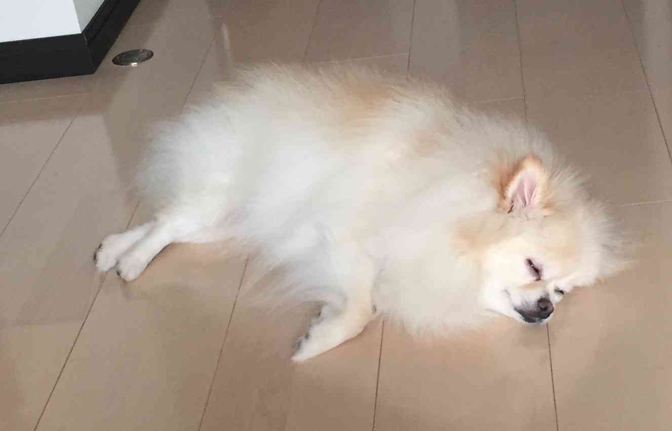 ポメラニアン好きな人