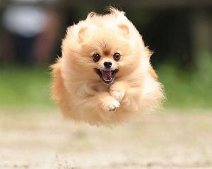 ポメラニアン好きな人