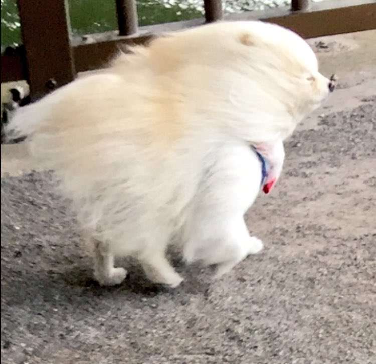 ポメラニアン好きな人