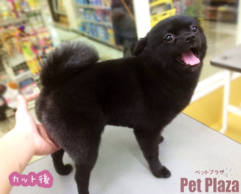 ポメラニアン好きな人