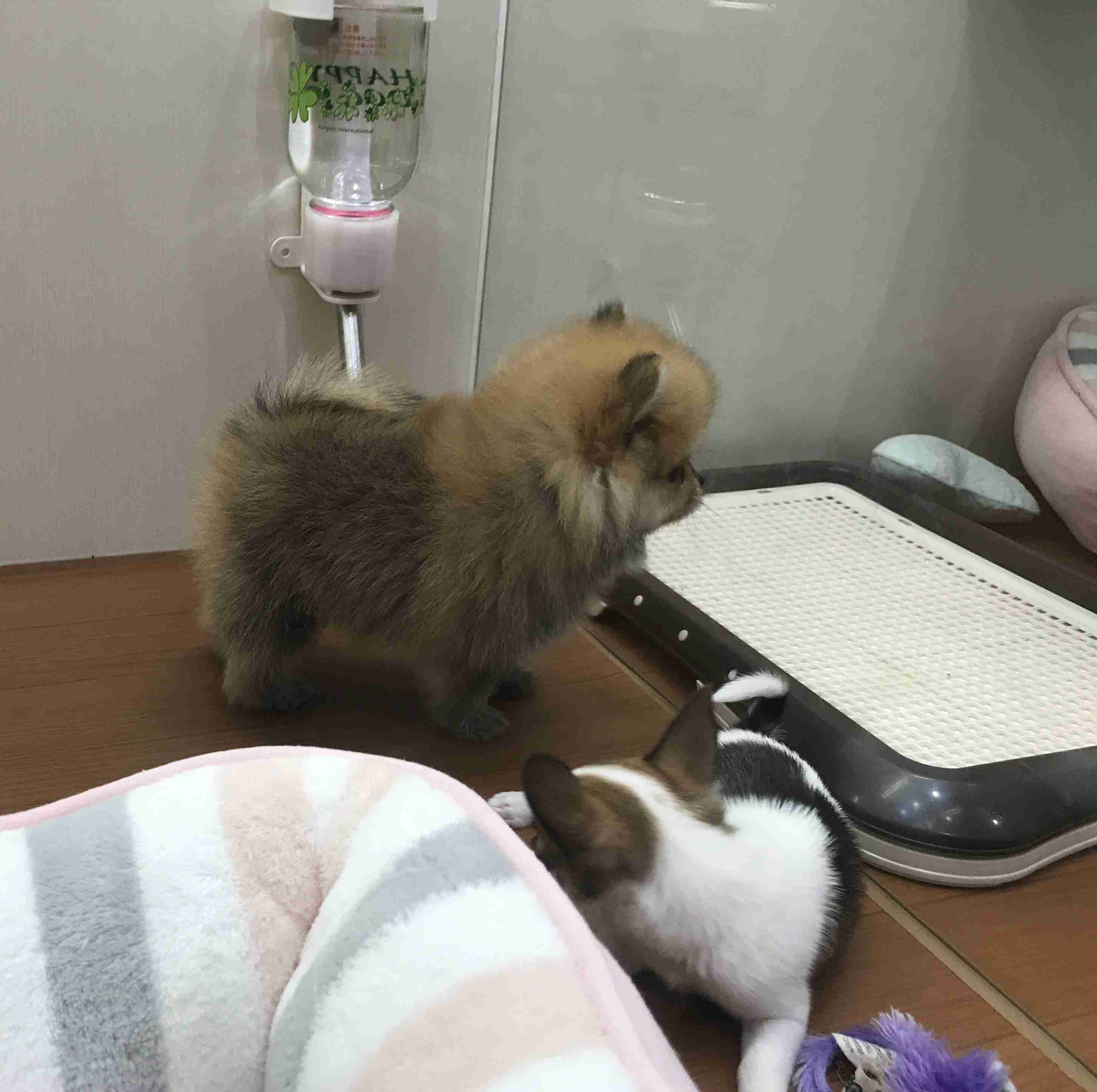 ポメラニアン好きな人
