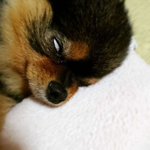 ポメラニアン好きな人