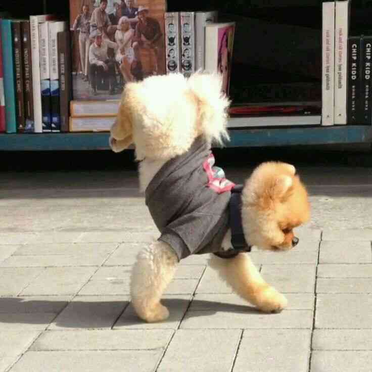 ポメラニアン好きな人