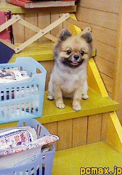 ポメラニアン好きな人