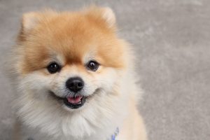 ポメラニアン好きな人