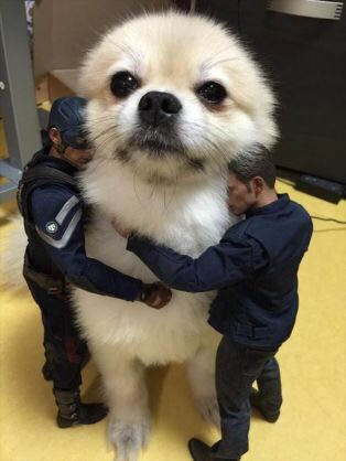 ポメラニアン好きな人