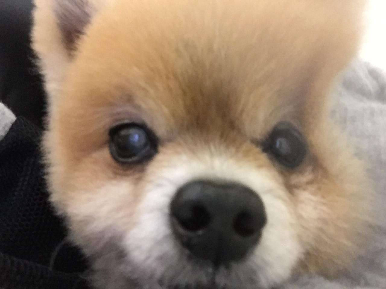 ポメラニアン好きな人