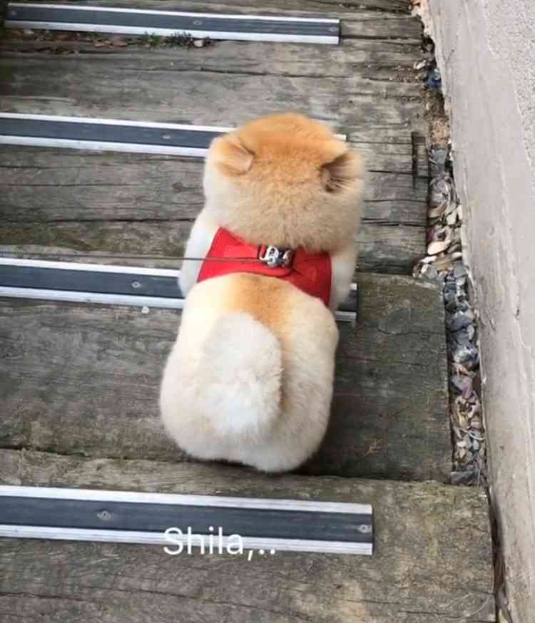 ポメラニアン好きな人