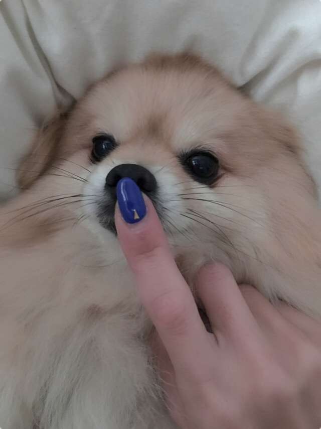 ポメラニアン好きな人