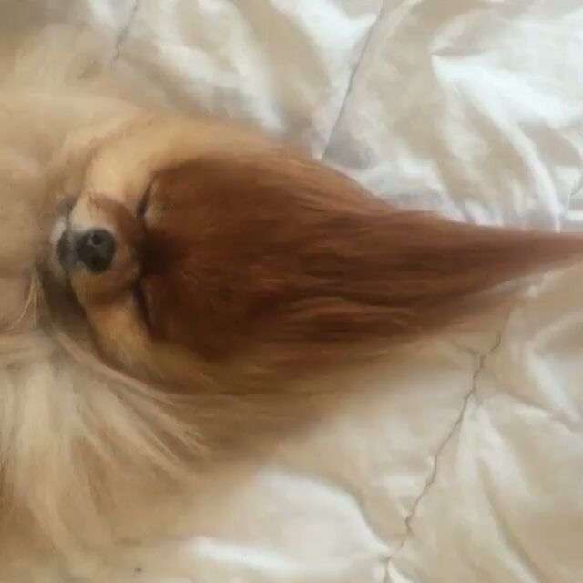 ポメラニアン好きな人