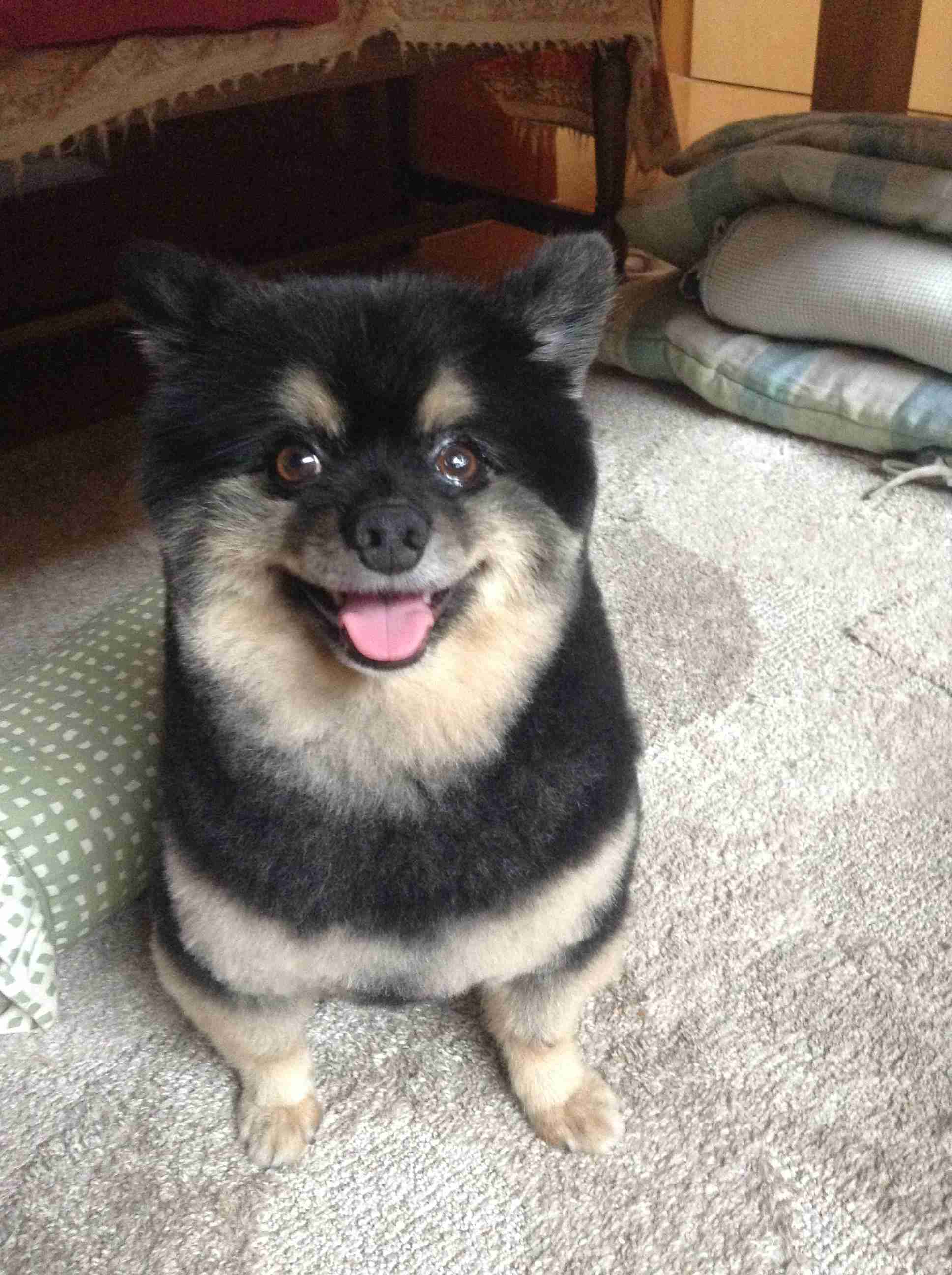 ポメラニアン好きな人