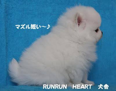 ポメラニアン好きな人