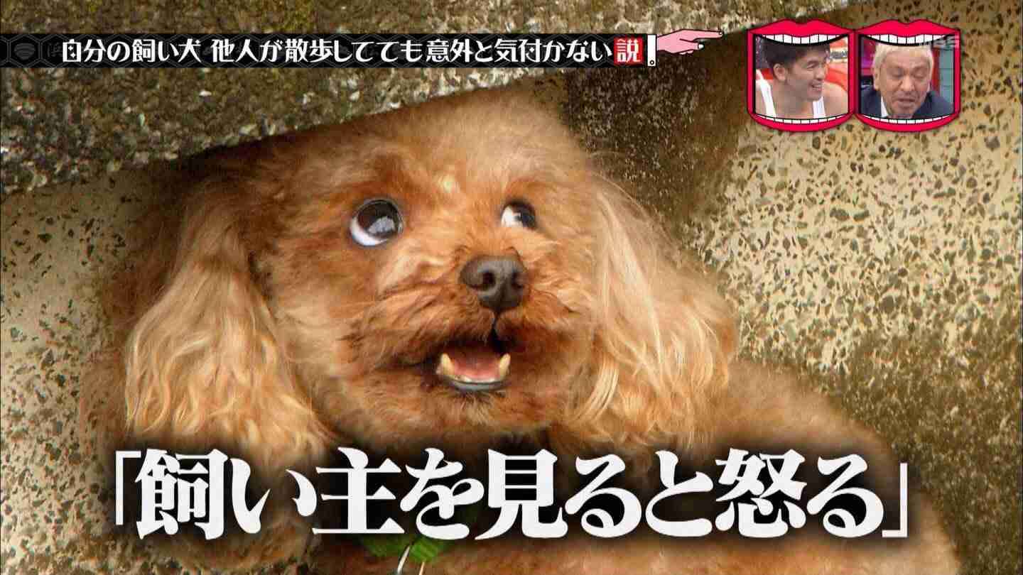 杉本彩　漫画連載協力で動物愛護訴え「描かれていることは事実。直視して」