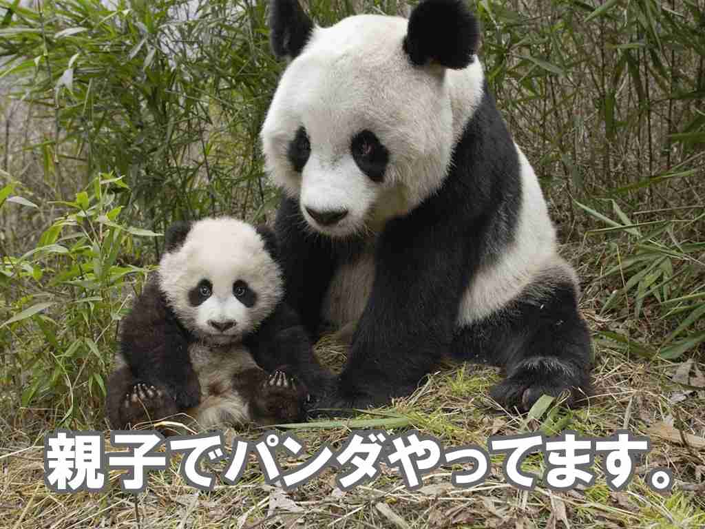 上野のパンダの名前を考えるトピ