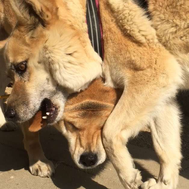 【妄想小説】ガル子の半生をみんなで完成させるトピ