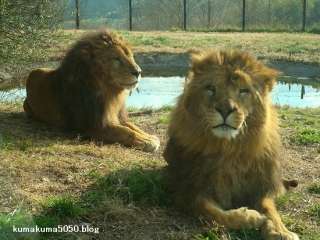 ピエリ守山「めっちゃさわれる動物園」で虐待疑惑　ライオンが流血、運営会社の飼育方法に疑問の声