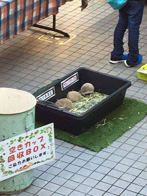 ピエリ守山「めっちゃさわれる動物園」で虐待疑惑　ライオンが流血、運営会社の飼育方法に疑問の声