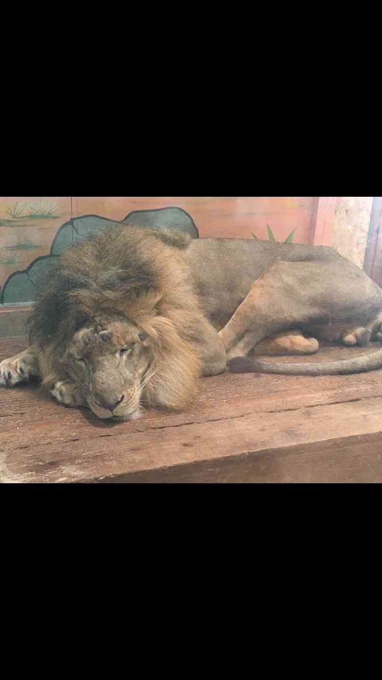 ピエリ守山「めっちゃさわれる動物園」で虐待疑惑　ライオンが流血、運営会社の飼育方法に疑問の声