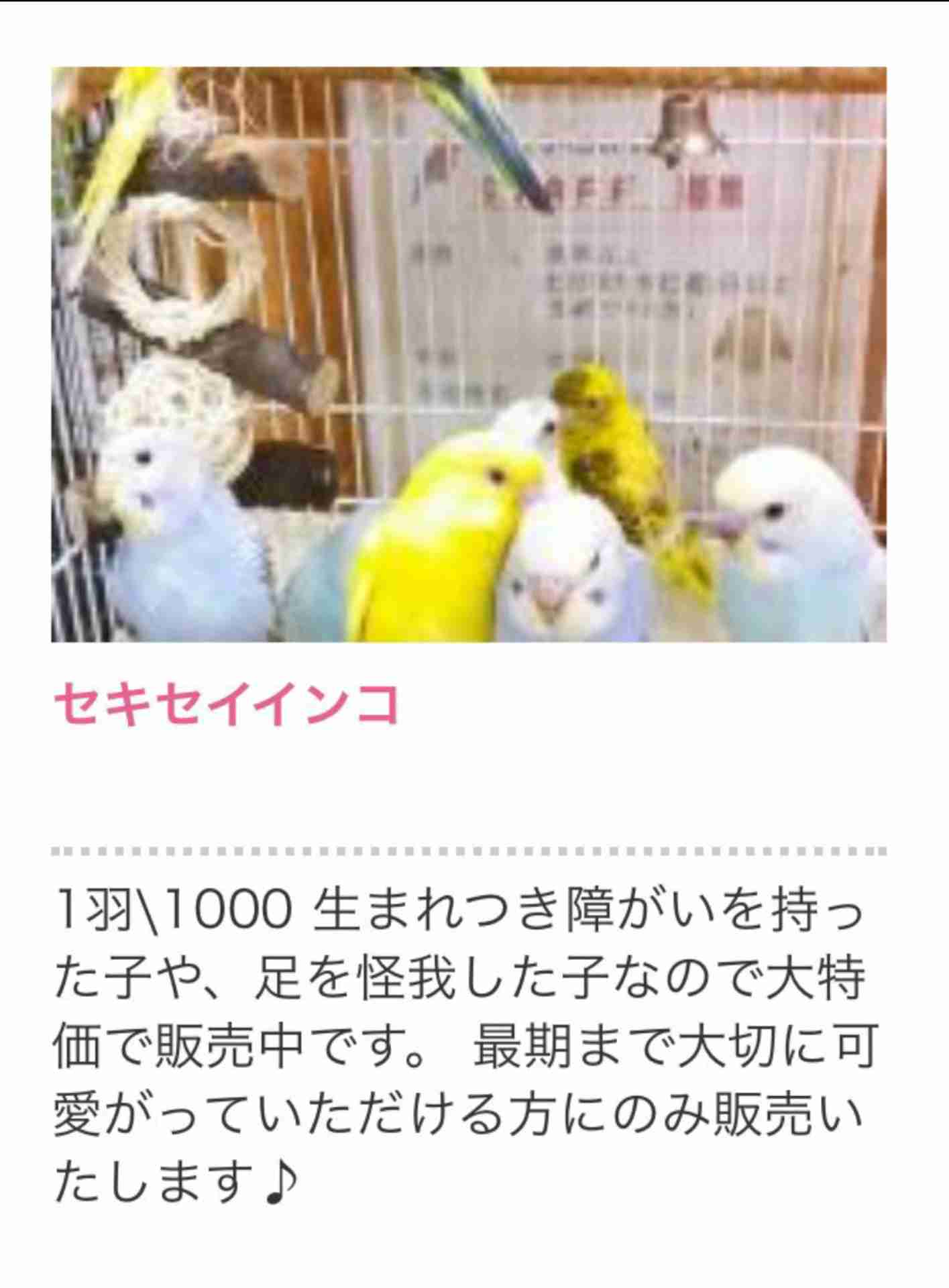 ピエリ守山「めっちゃさわれる動物園」で虐待疑惑　ライオンが流血、運営会社の飼育方法に疑問の声