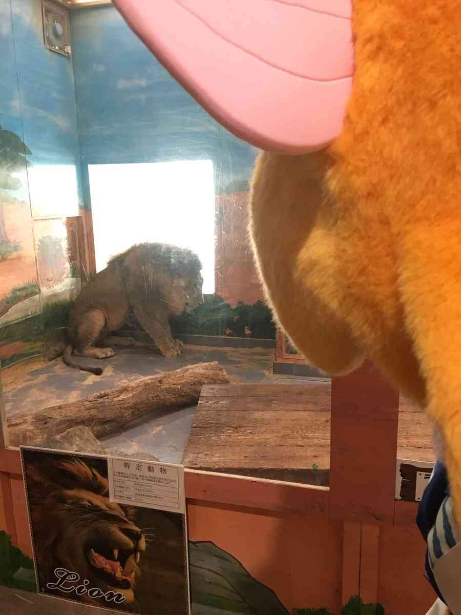 ピエリ守山「めっちゃさわれる動物園」で虐待疑惑　ライオンが流血、運営会社の飼育方法に疑問の声