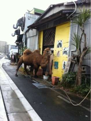 ピエリ守山「めっちゃさわれる動物園」で虐待疑惑　ライオンが流血、運営会社の飼育方法に疑問の声