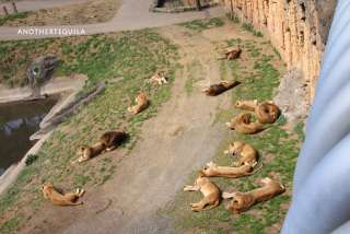 ピエリ守山「めっちゃさわれる動物園」で虐待疑惑　ライオンが流血、運営会社の飼育方法に疑問の声