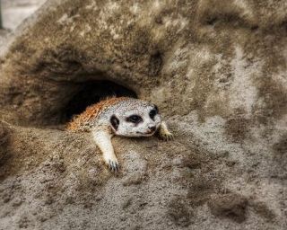 明日から仕事行きたくない人、せめて画像貼ってささやかな抵抗しましょう