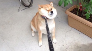 明日から仕事行きたくない人、せめて画像貼ってささやかな抵抗しましょう