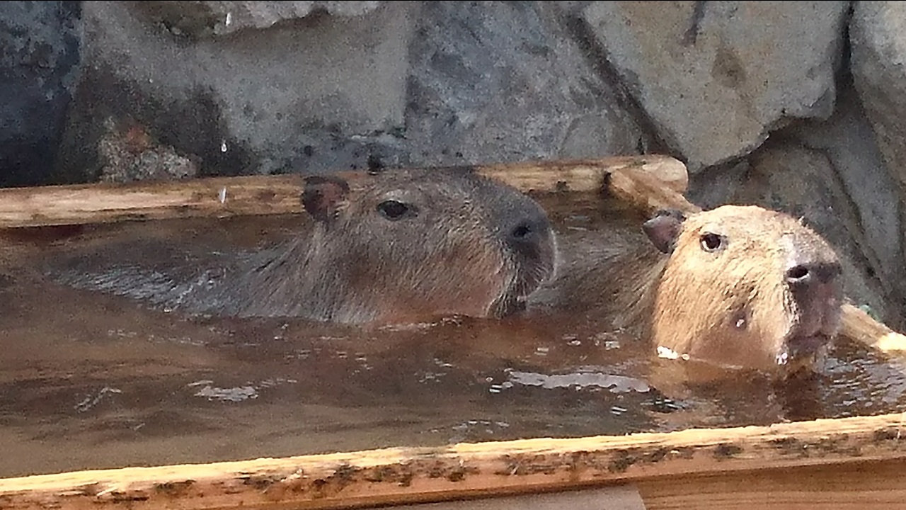動物好きさん、集まれ～！