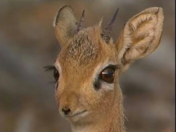 動物好きさん、集まれ～！