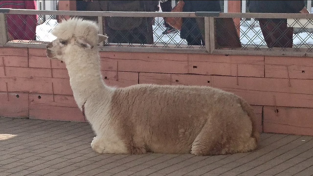 動物好きさん、集まれ～！