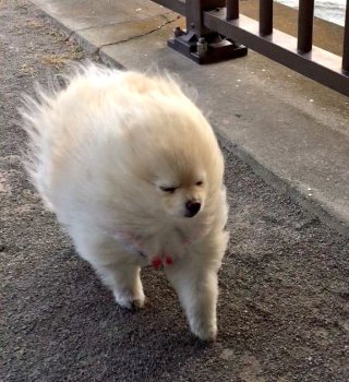 動物好きさん、集まれ～！