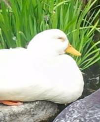 動物好きさん、集まれ～！