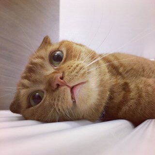 動物画像で時代劇を作るトピ
