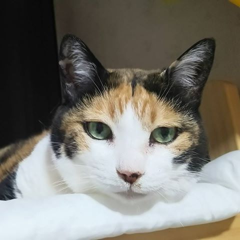動物画像で時代劇を作るトピ
