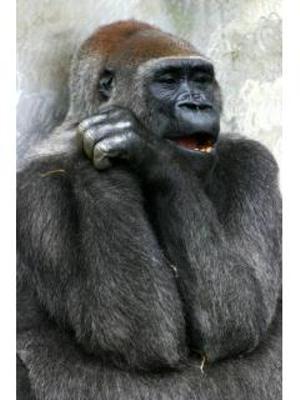 動物画像で時代劇を作るトピ