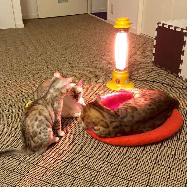 動物画像で時代劇を作るトピ